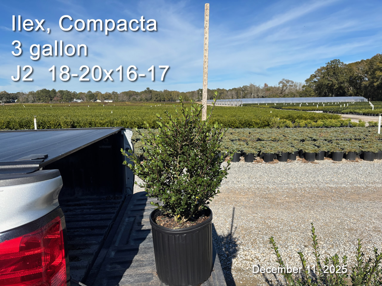 gallery/comp3 j2cut dec11.jpg